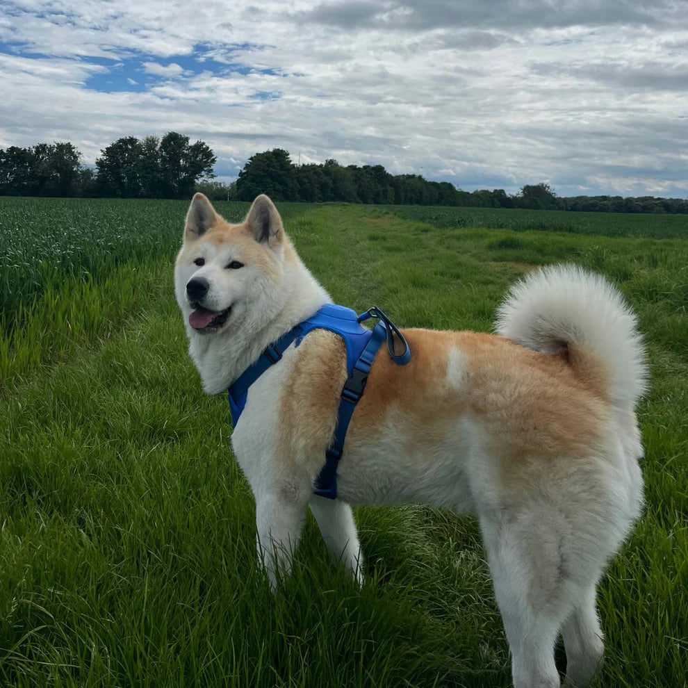 Puppy wearing a black all-in-one no-pull dog harness, designed for easy, tangle-free walks with adjustable straps for comfort and control.