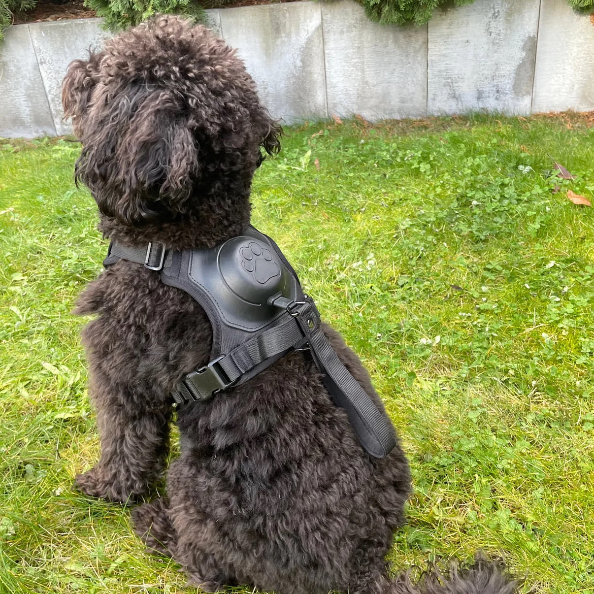 CanineChest Black poodle wearing a black all-in-one no-pull dog harness, designed for easy, tangle-free walks with adjustable straps for comfort and control.