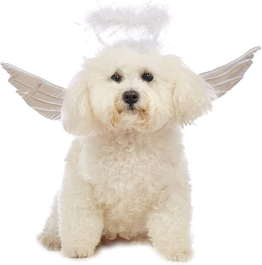 All-white cavapoo in CanineChest angel wings costume, featuring an adorable halo and soft wings, perfect for Halloween and pet photoshoots.